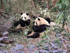 -成都大熊猫繁育研究基地