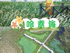 -哈素海
