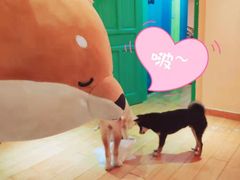 -喜柴咖啡·柴犬狗咖