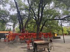 -大槐树寻根祭祖园