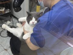 -宠福鑫康馨动物医院·骨科·眼科