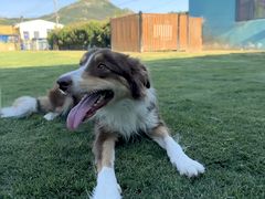 -趣玩宠物乐园寄养训犬训狗游泳池