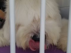 -中农国际动物医院24小时·猫科·骨科·急重症中心