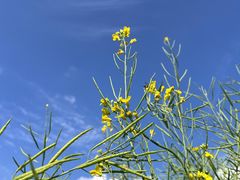 -光明小镇欢乐田园