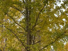 -千年银杏谷文化旅游区