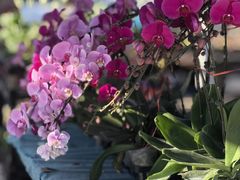 -中环花鸟鱼虫市场