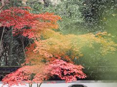 -秋霞圃