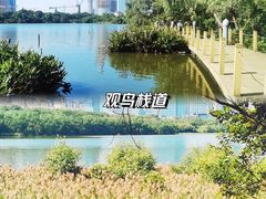 -华侨城湿地公园