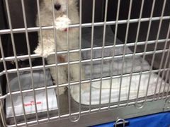 -纳吉亚猫专科动物医院博雅分院