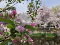 -海棠花溪(元大都城垣遗址公园)