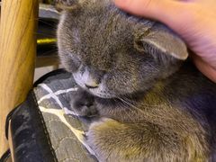 -平行世界·猫咖(首经贸店)