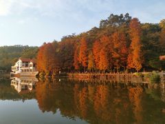 -深圳仙湖植物园