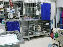 -瑞派申生动物医院·24H夜诊·国际动物医疗中心·骨外科(吴中路店)