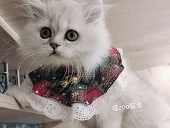 -喵zoo家庭繁育猫舍(尖东智能花园店)