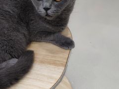 -共舞时光猫咖·狗咖(新街口店)