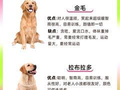 -翊宠yipet猫狗购宠庄园犬舍•猫舍