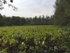 -微山湖红荷湿地景区