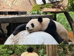 -广州长隆野生动物世界