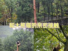 -都江堰中华大熊猫苑