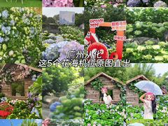 -天适樱花悠乐园