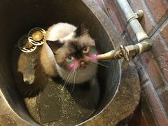 -more than meow吴止猫主题餐厅(承德 中船汇店)