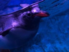 -暹罗海洋世界