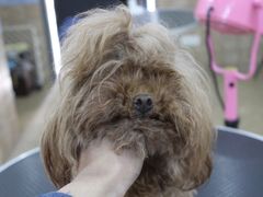 美容前-诺比宠物医院心脏内科·泌尿肾内外科·骨科急重症