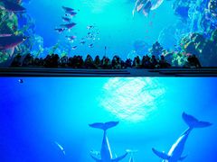 -海合安武汉极地海洋公园