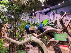 -正佳雨林生态植物园