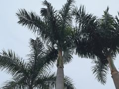 -广州市白云山风景名胜区