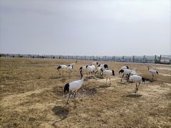-盐城丹顶鹤湿地生态旅游区