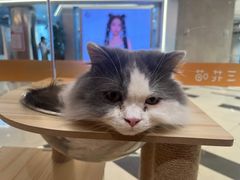 -三花喵·撸猫购宠·宠物生活馆(虹桥南丰城店)