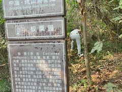 -巢湖姥山岛