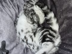 -喵zoo家庭繁育猫舍(尖东智能花园店)