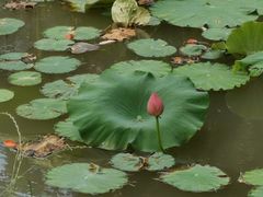 -亭林园-华藏寺