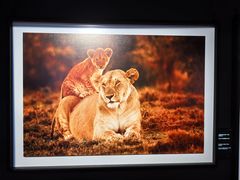 -罗红摄影艺术馆