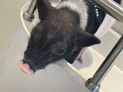 -怪兽屋·羊驼·猫咖·狗咖(俊华广场店)