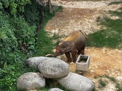 -广州长隆野生动物世界