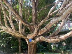 -中国科学院西双版纳热带植物园