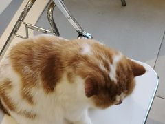 -怪兽屋·羊驼·猫咖·狗咖(俊华广场店)