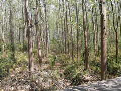 -合肥滨湖国家森林公园