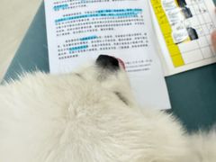 -美联众合动物医院·24h京西诊疗中心