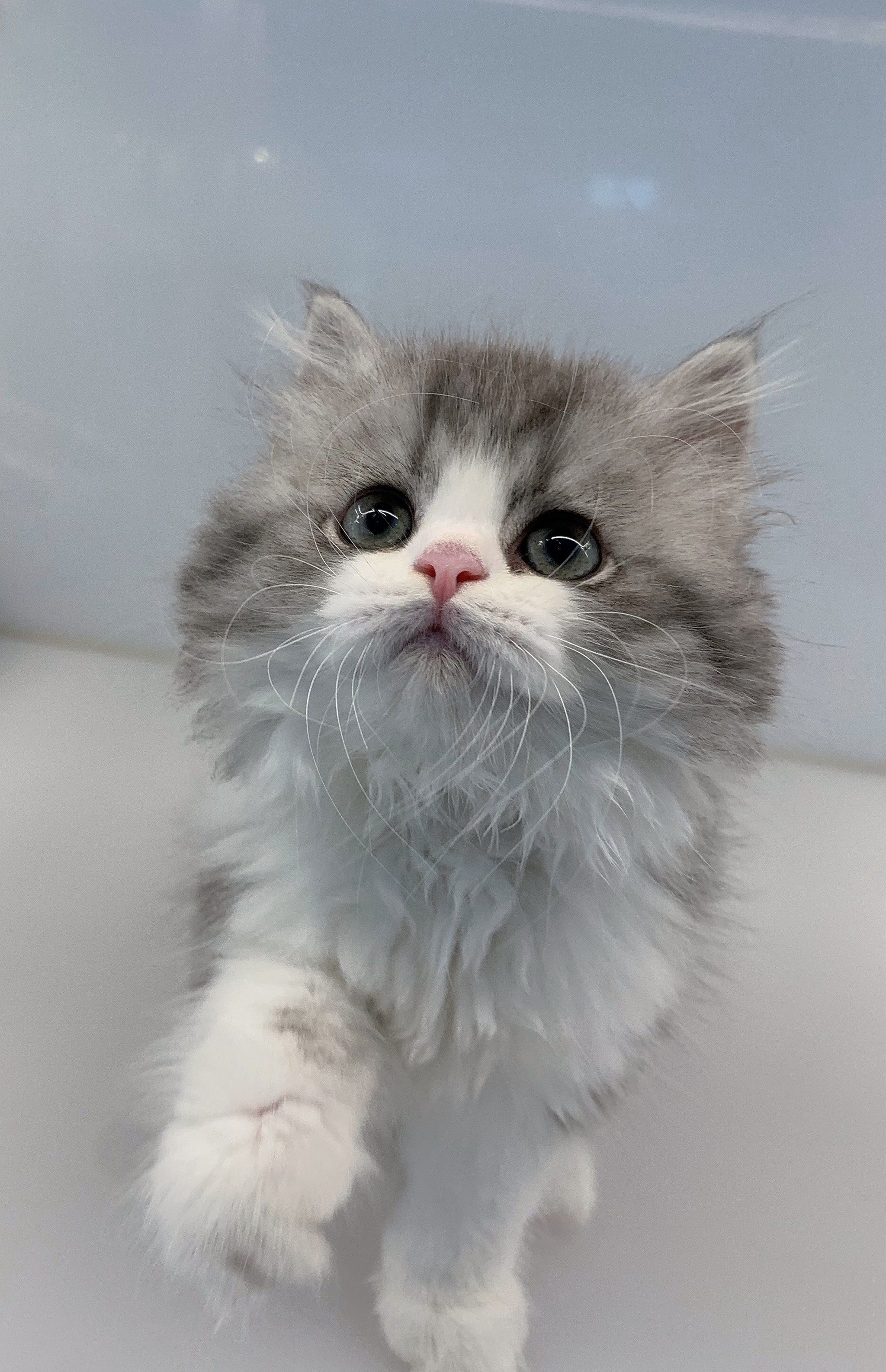 计划 #家有萌宠 #谁能拒绝傻憨憨的小猫咪 #又是被小猫可爱到的一天