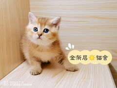 -70cat德文卷毛猫·缅因猫纯种猫舍