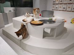 -柴务处·柴犬主题狗咖