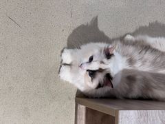 -藏猫猫咖啡主题馆(中央大道店)