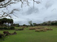 -奥兰多迪士尼动物王国乐园