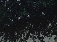 -九龙公园