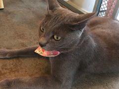 -喵屿·大理花园猫咖