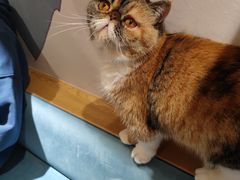 -滚猫咖啡·猫咖·猫友好撸猫(未来城店)
